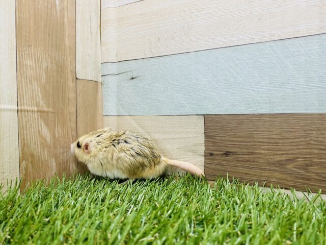 マカロニマウス（ファットテールジャービル、オブトアレチネズミ）