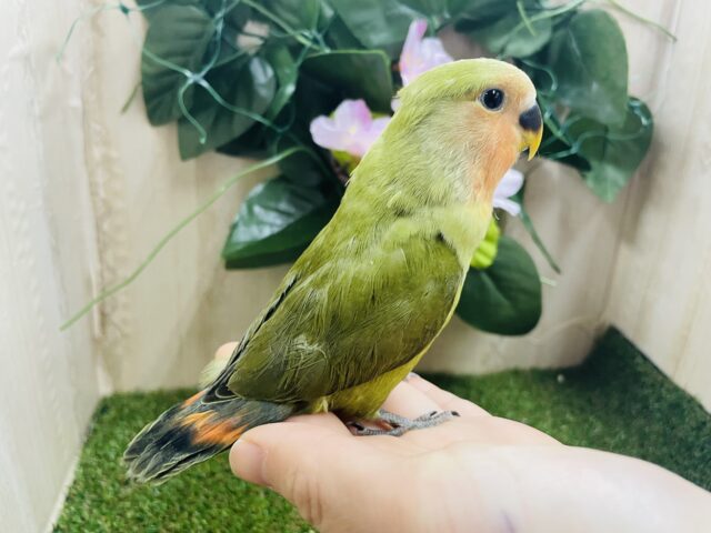 コザクラインコ（小桜インコ）