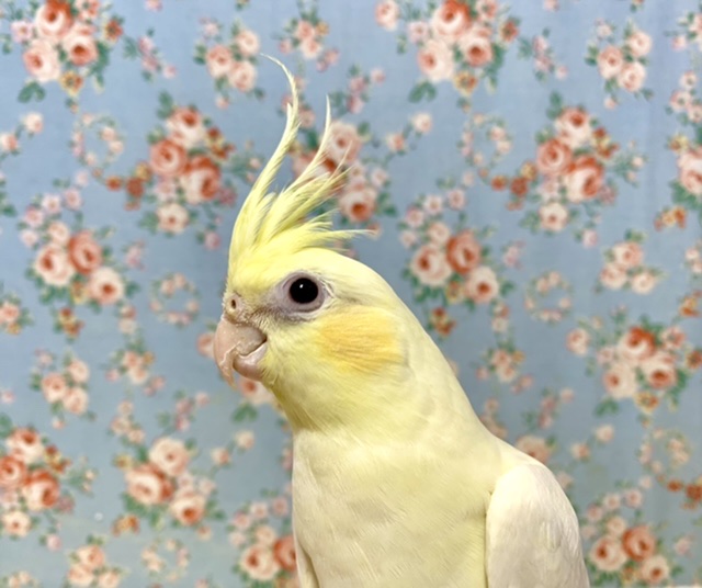 オカメインコ