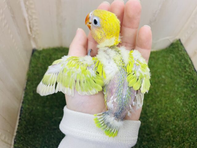 ヤマブキボタンインコ