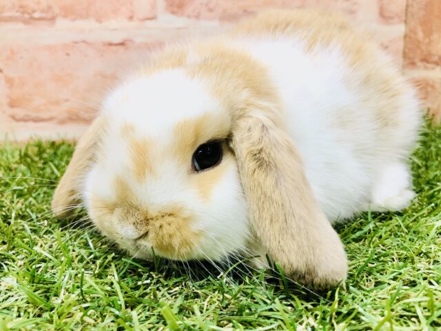 ロップイヤーラビット