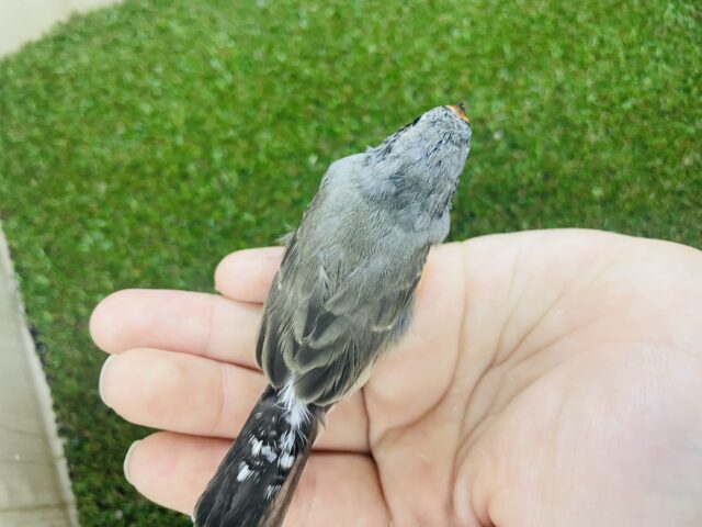 錦花鳥（キンカチョウ）