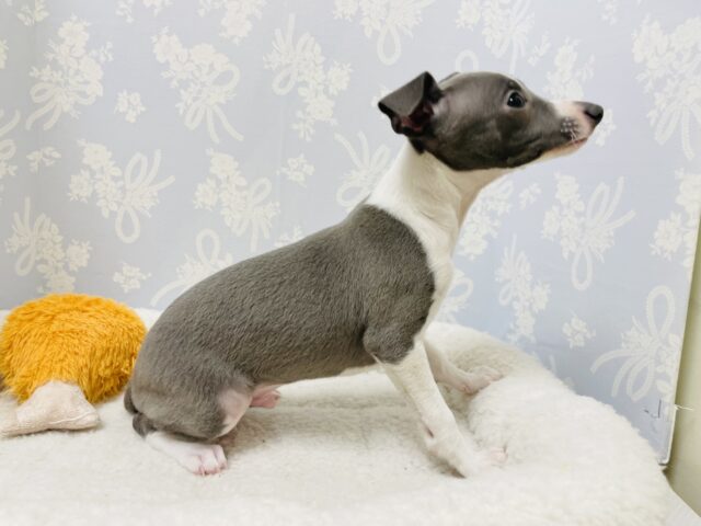 イタリアングレーハウンド