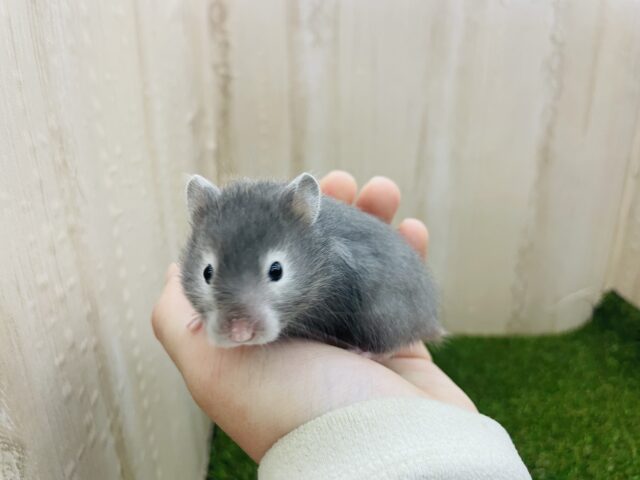 ゴールデンハムスター