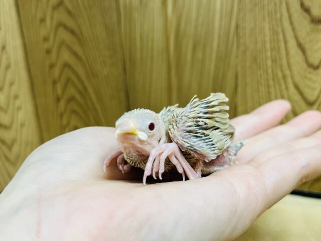 シナモン文鳥