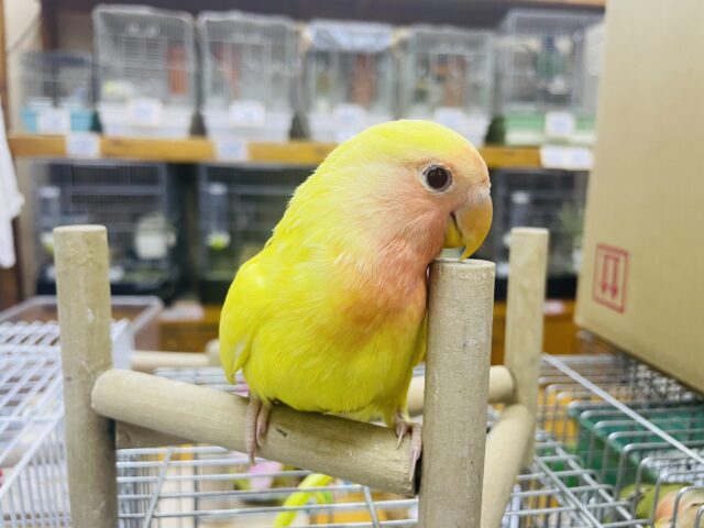 コザクラインコ（小桜インコ）