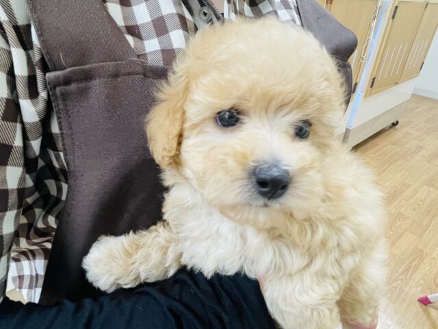 トイプードル
