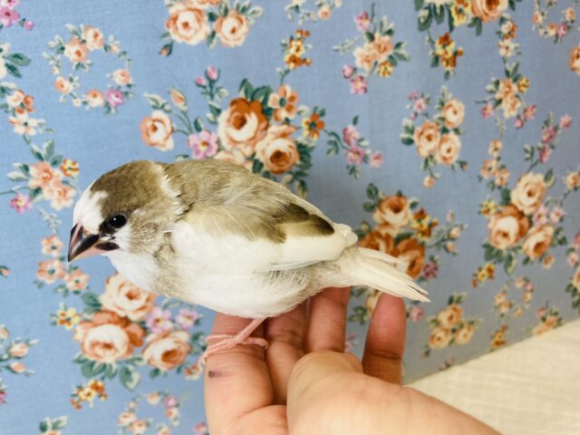 十姉妹（ジュウシマツ）