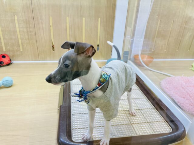 イタリアングレーハウンド