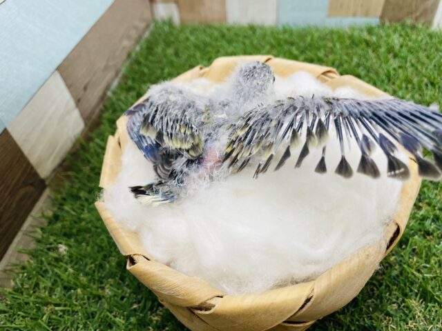 わたわた可愛いレアカラー!アキクサインコのノーマル! アキクサインコ(秋草インコ)