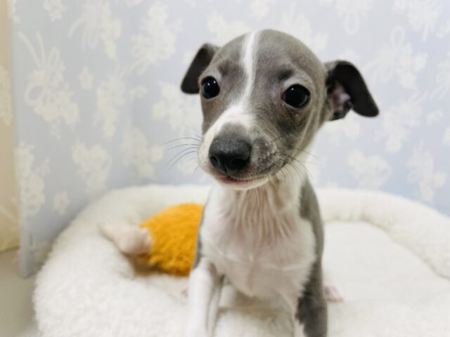 イタリアングレーハウンド