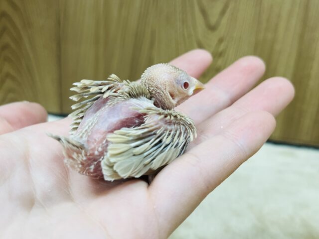 シナモン文鳥