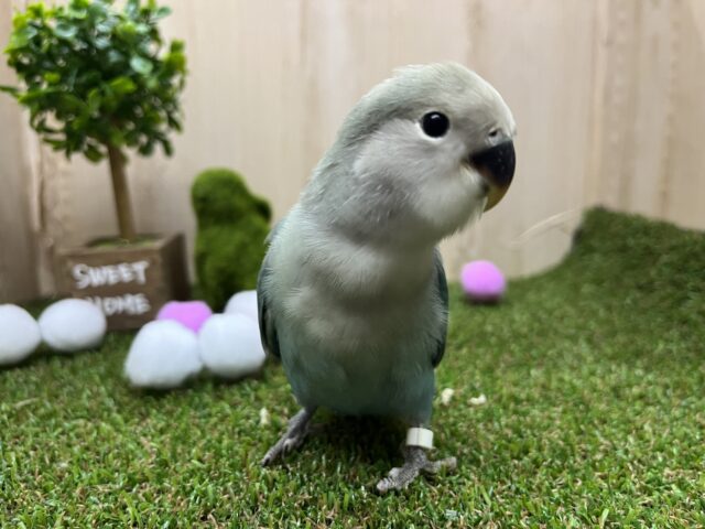 コザクラインコ（小桜インコ）