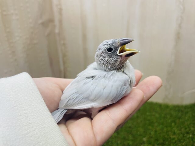 シルバー文鳥
