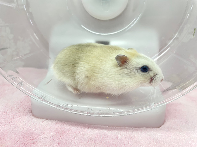 ジャンガリアン