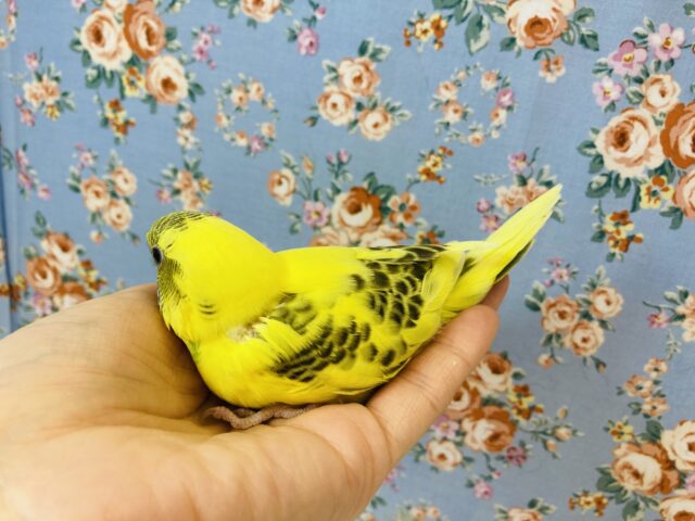 人気のハルクインさん再び❢ヒナちゃん入舎です❢🌻 セキセイインコ