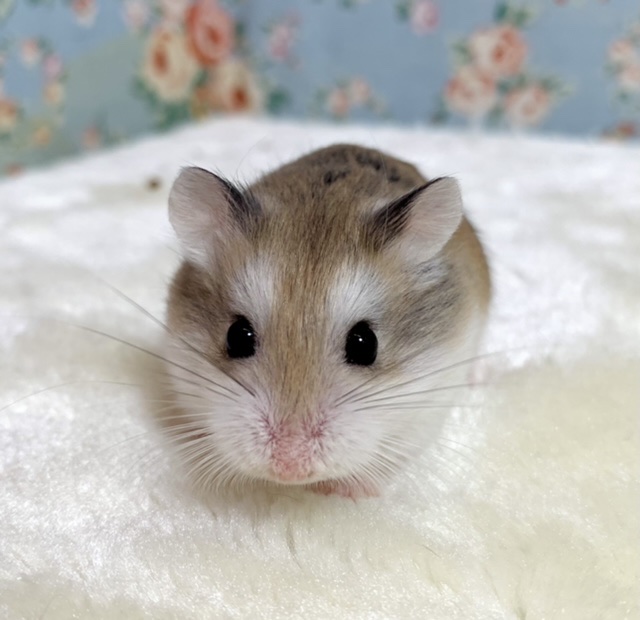 ロボロフスキーハムスター