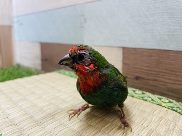 ヒノマルチョウ（日の丸鳥）