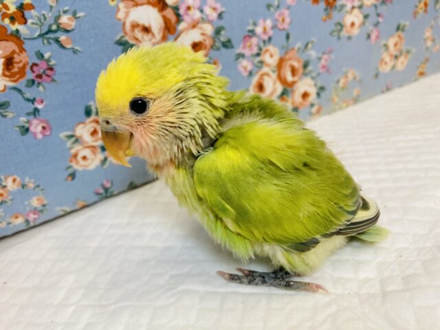 コザクラインコ（小桜インコ）