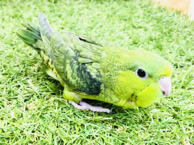 サザナミインコ