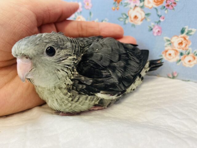 サザナミインコ