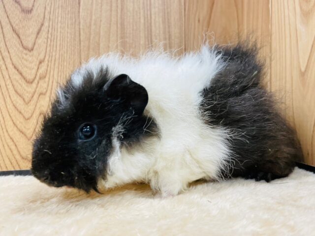 テッセルモルモット