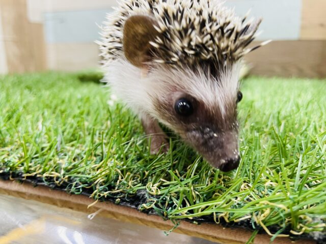 ハリネズミ（ヨツユビハリネズミ）