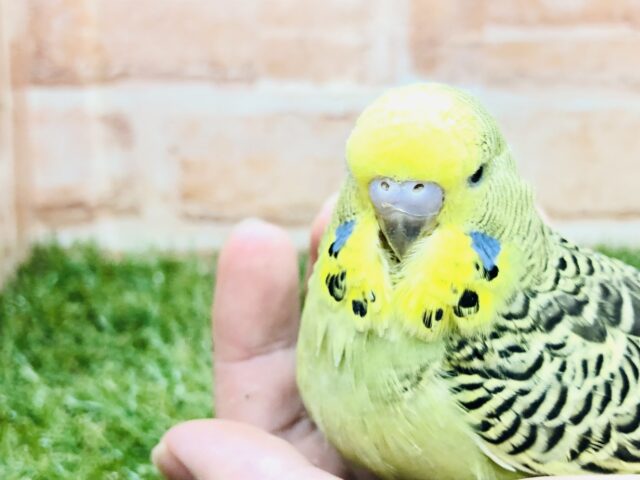 ジャンボセキセイインコ