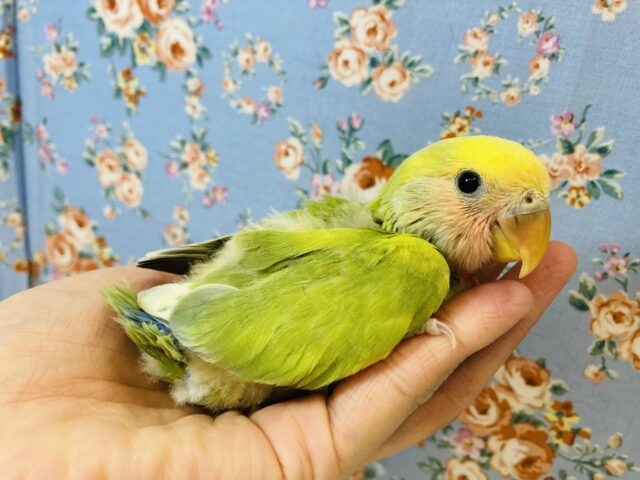 コザクラインコ（小桜インコ）