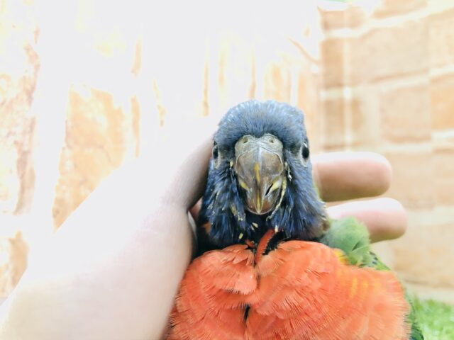 ゴシキセイガイインコ