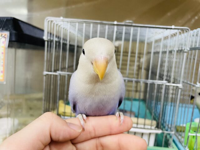 コザクラインコ（小桜インコ）