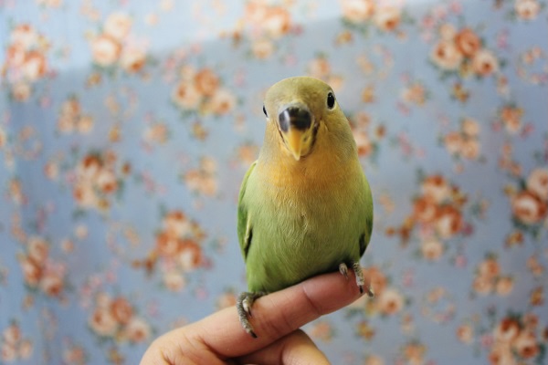 コザクラインコ（小桜インコ）