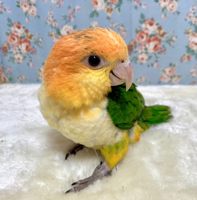 シロハラインコ