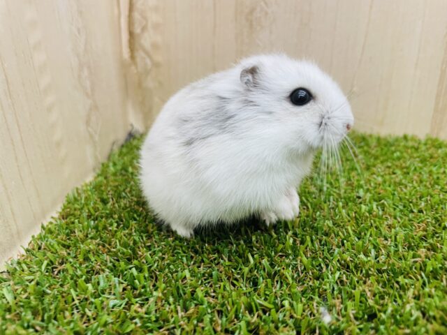 ジャンガリアン