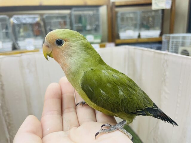 コザクラインコ（小桜インコ）