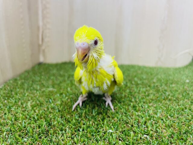 セキセイインコ