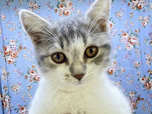 スコティッシュフォールド