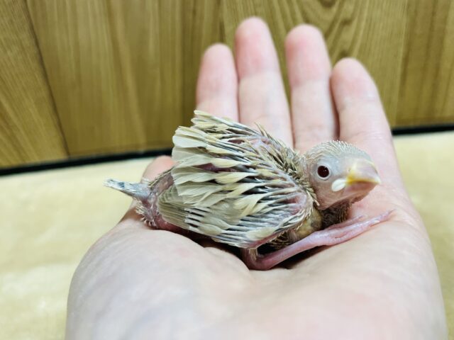 シナモン文鳥