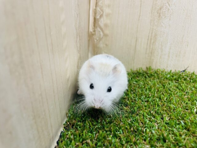 ロボロフスキーハムスター