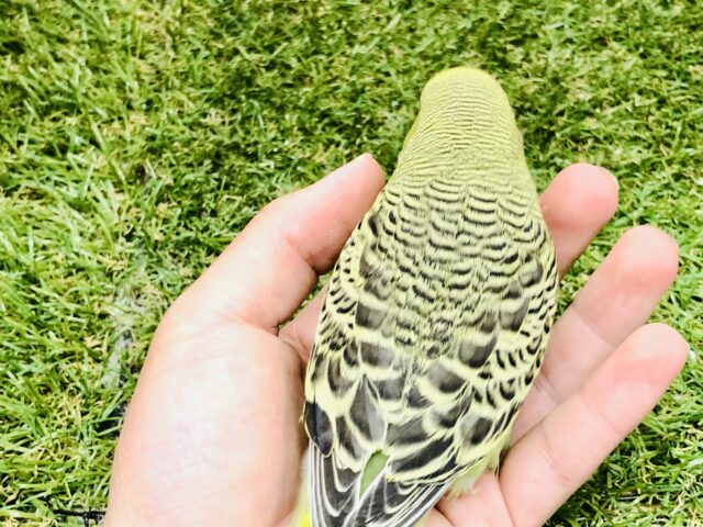 ジャンボセキセイインコ