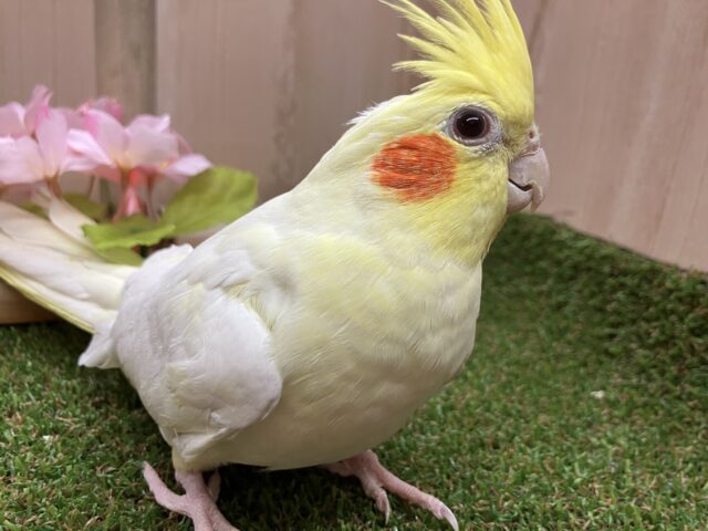 オカメインコ