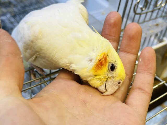 オカメインコ