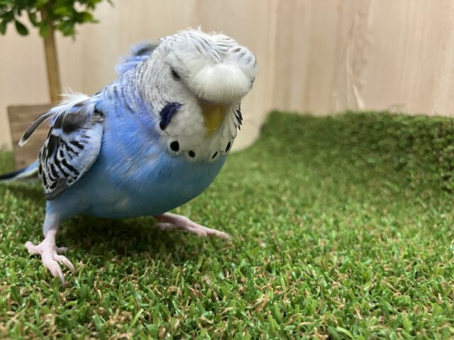 羽衣セキセイインコ