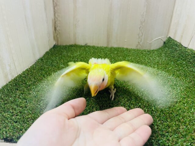 コザクラインコ（小桜インコ）