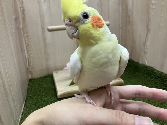 オカメインコ