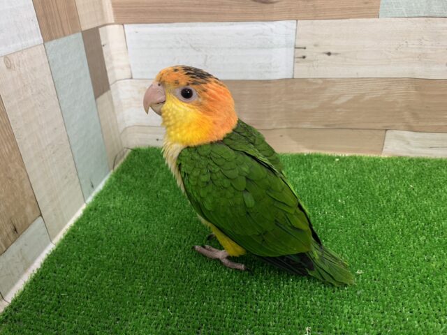 シロハラインコ