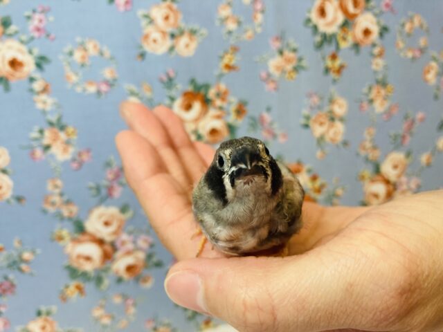 錦花鳥（キンカチョウ）