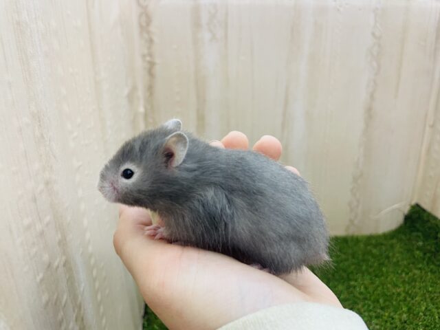 ゴールデンハムスター