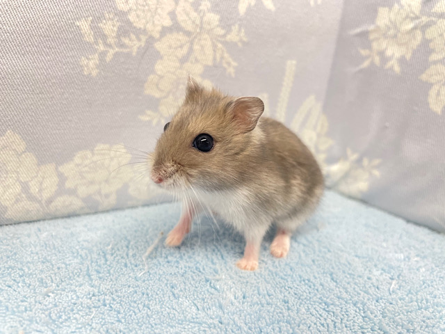 ジャンガリアン