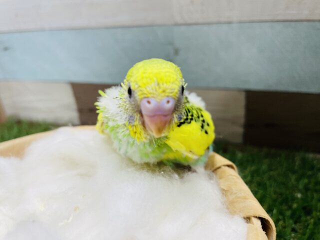 セキセイインコ